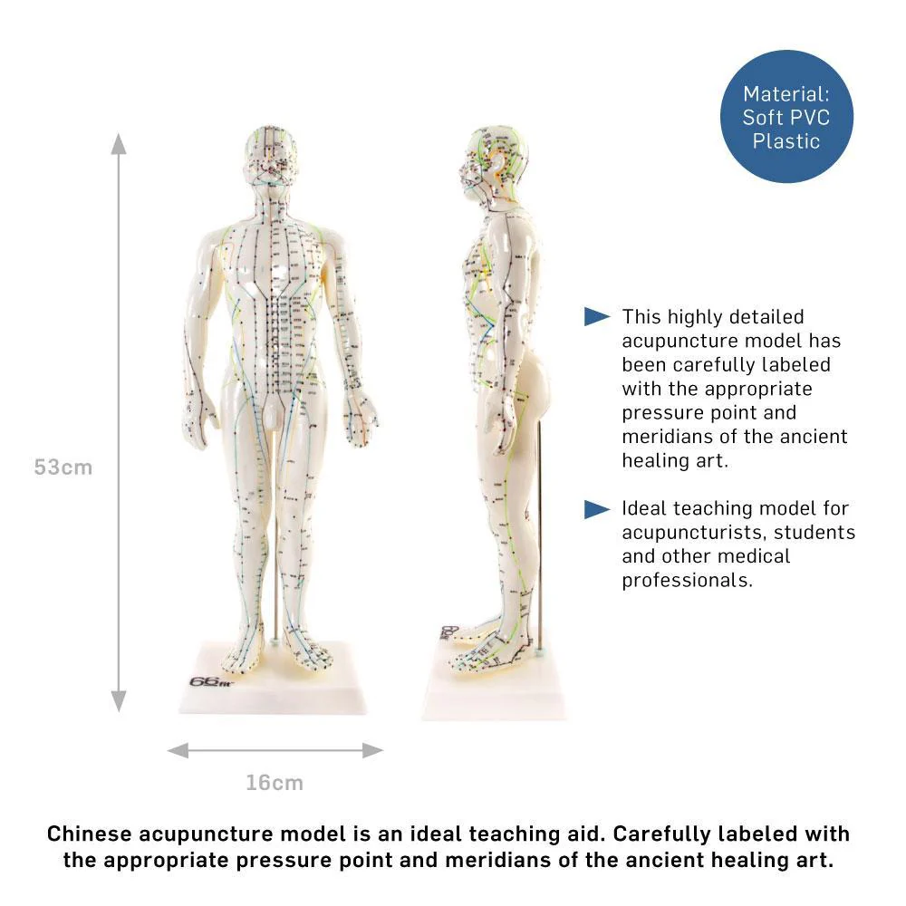66fit Male Acupuncture Model - 50cm - Image 6